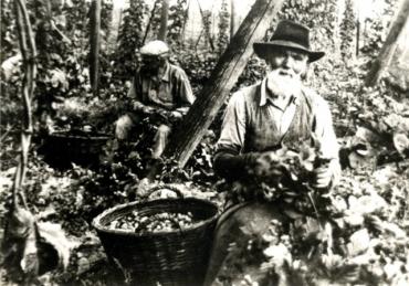 Old man and the hop field, čili starci na chmelu aneb sklizeň na Volyni v roce 1920